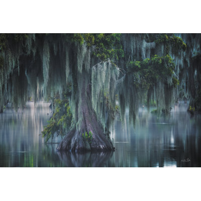 " Curtains Of Moss " by Martin Podt