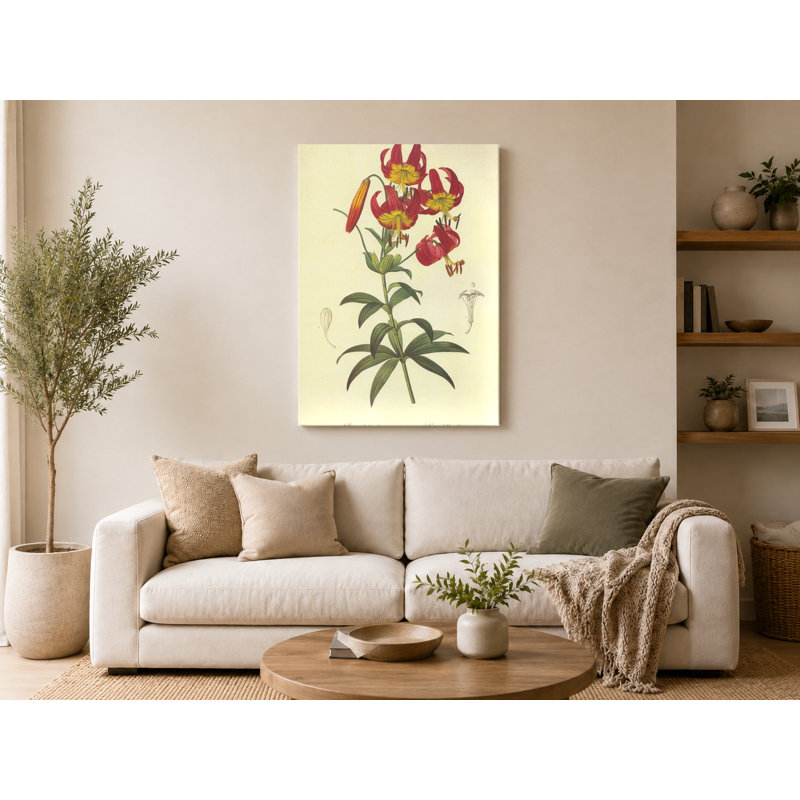 Lilium super album, 30" W x 20" H
