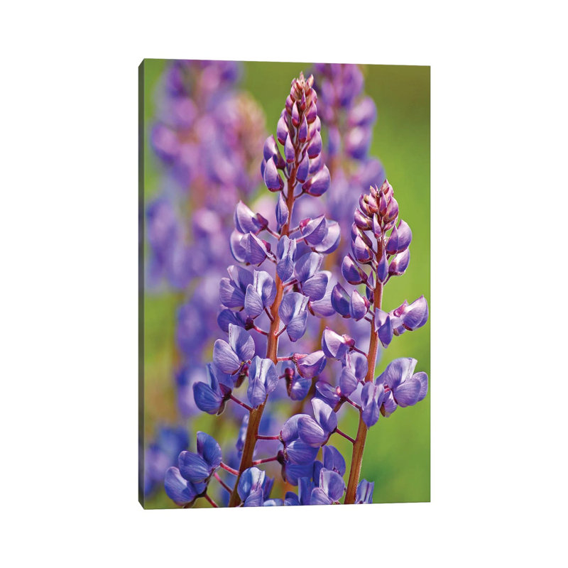 Prairie lupin par Brian Wolf - photographie sur toile tendue, H 12 po x l 8 po x P 0,75 po