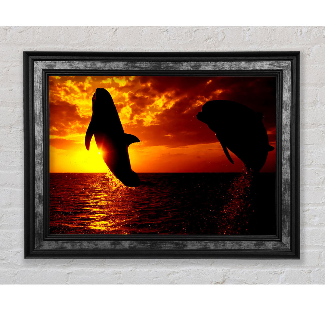 Dolphins Sunglow - Druck