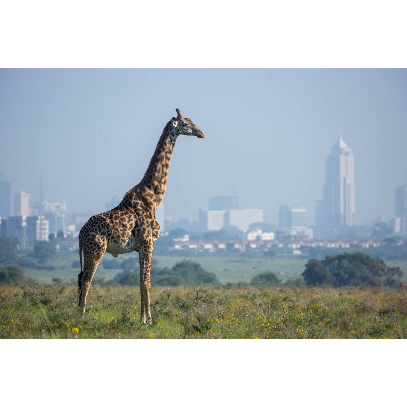 Masai Giraffe - Wrapped Canvas Print, 51cm H x 76cm W x 3.8cm D