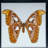 Single Genuine Attacus Atlas In Black Display Frame