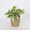 Live Pearls and Jade Pothos Plant in Gold Pot