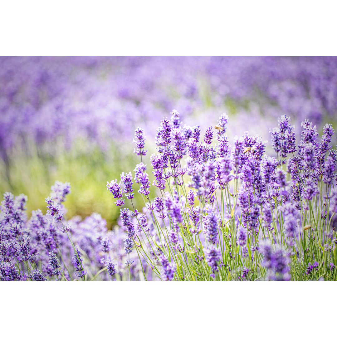 Cotswolds Lavendel bei Snowshill von Pez graphy - Leinwandbild