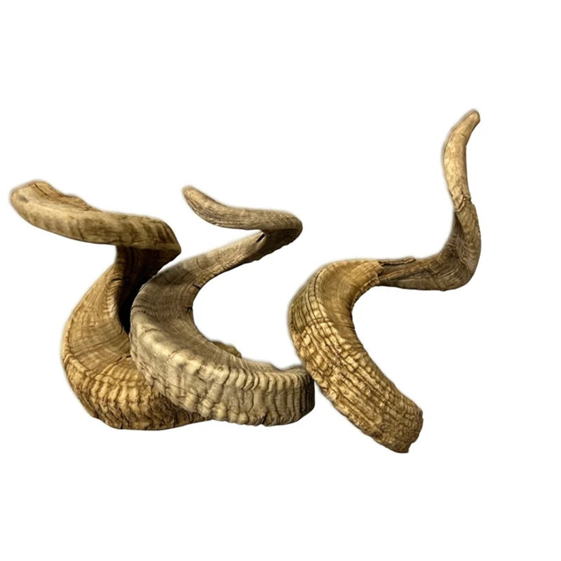 Kunigunda Real Merino Ram Horn