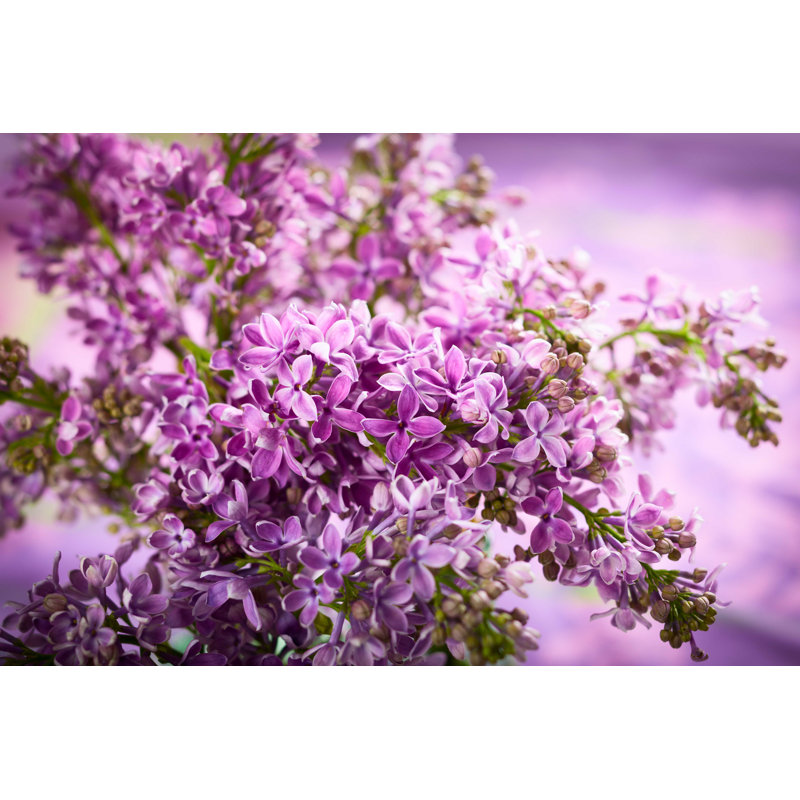 " Violet Lilac " by Sarsmis, 18" W x 12" H