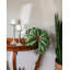 Faux Grass