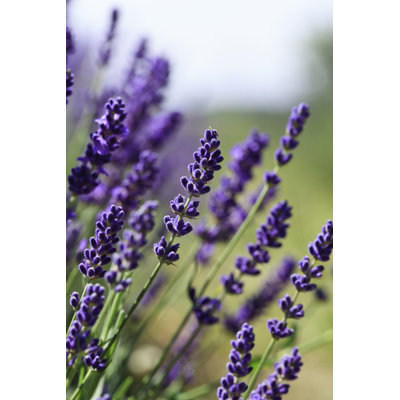 Fleurs de lavande - photographie sur toile tendue