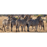 Line of Zebras' Photographic Print