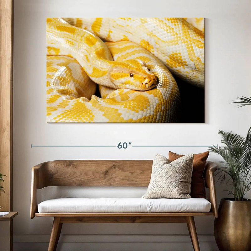 Brampt Albino Burmese Python, 34" H x 51" W