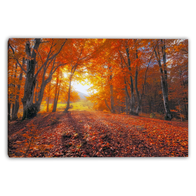 Art mural sur toile Sunlit Beech Meadow, H 12 po x l 16 po