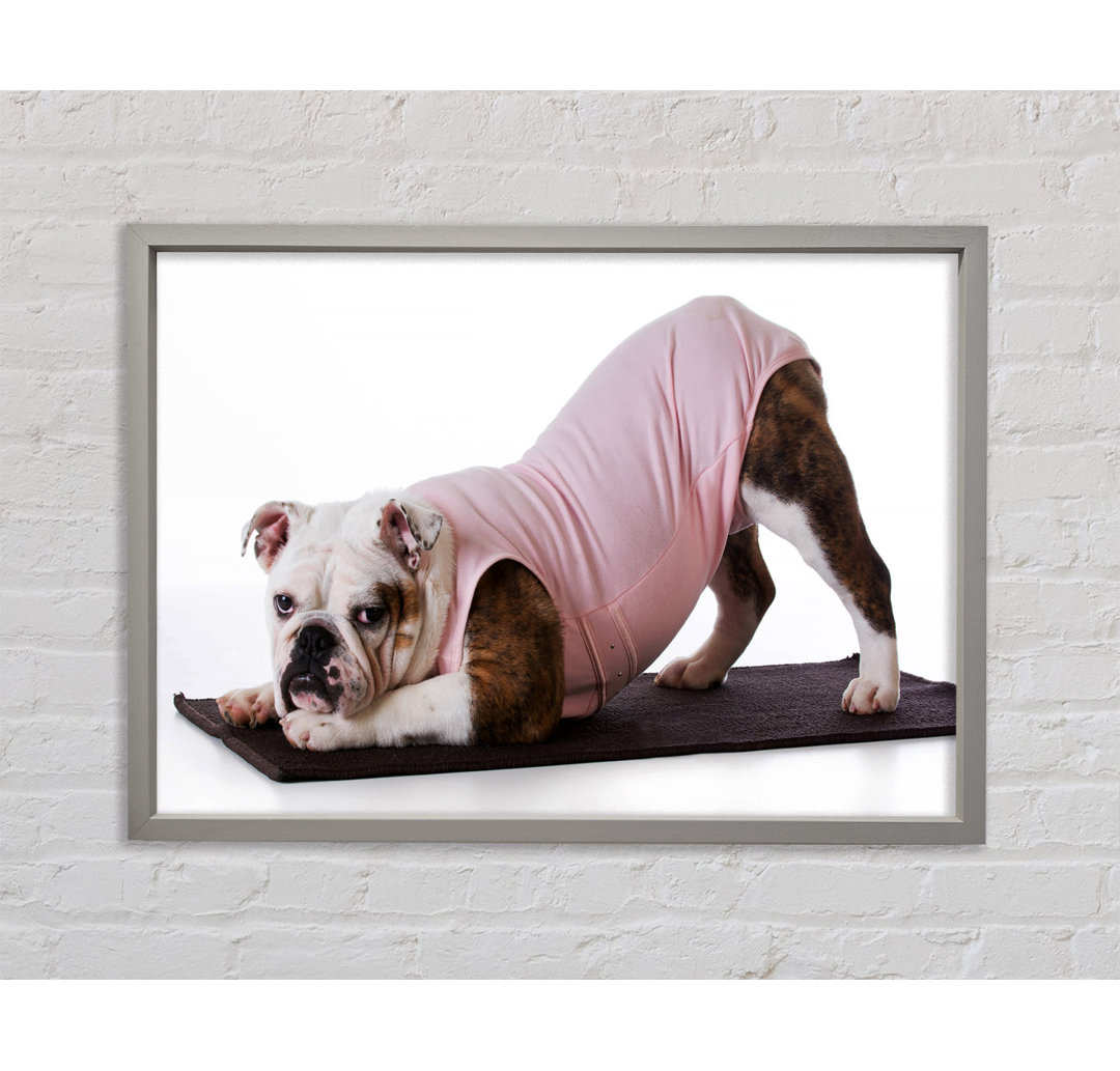 Britische Bulldogge Yoga Stretch - Einzelner Bilderrahmen Kunstdrucke auf Leinwand