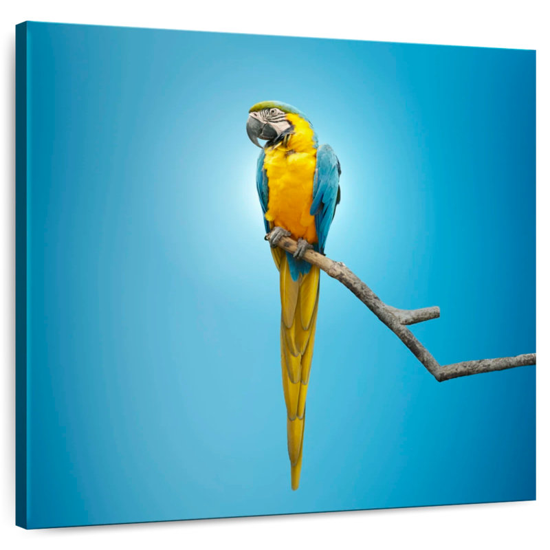 Crowle Macaw, 20" H x 20" W