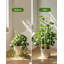 Treillis en U en bois de 3 pi, 3 pièces - Support de jardin pour vignes et plantes en pot