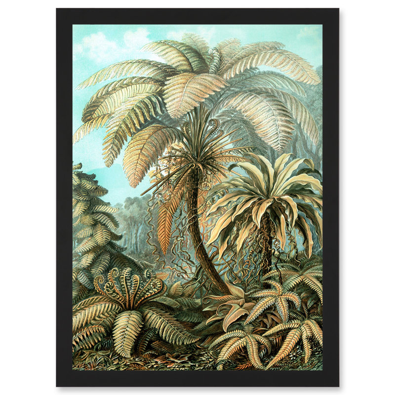 Nature Biology Ferns Ernst Haeckel Botanical - Single Picture Frame Print
