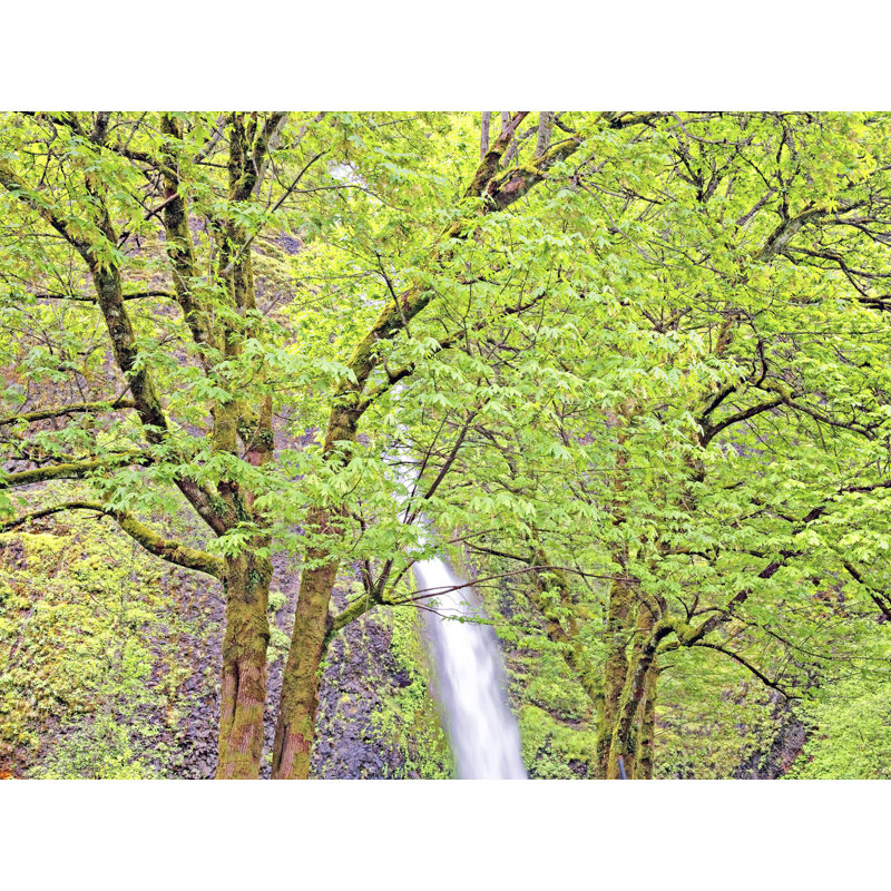 Horsetail Falls, Columbia River Gorge, Oregon Print by Bruce Heinemann, 17.25" H x 21.25" W x 0.875" D