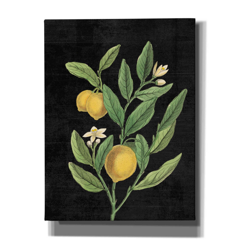 Red Barrel Studio «Classic Citrus V Black No Words» par Sue Schlabach, estampe numérique sur toile, L 12 po x H 16 po