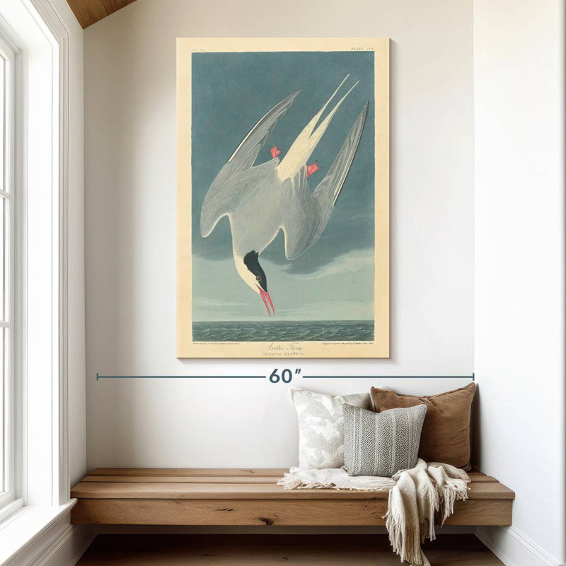 Sterne arctique Brampt, H 51 po x l 34 po