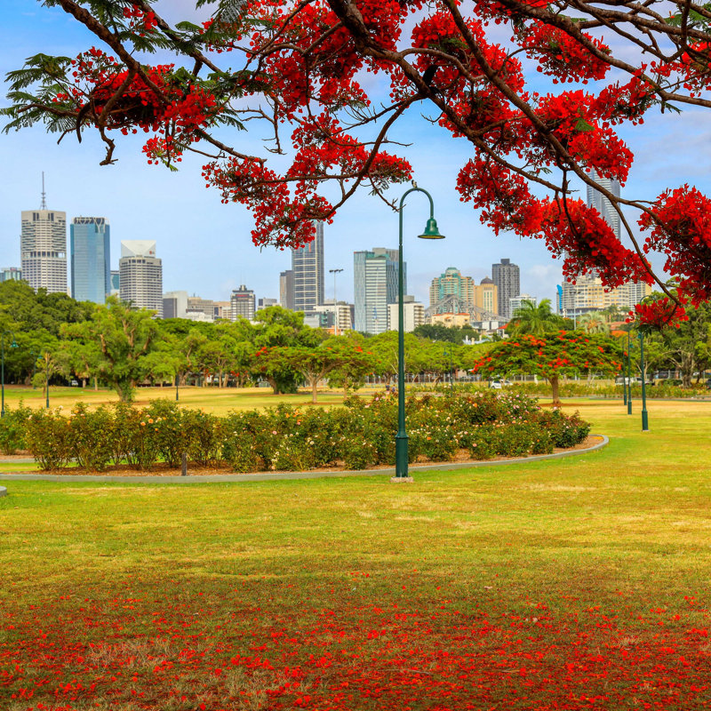Red Flower Tree - Photographie sur toile tendue, H 20 po x l 20 po