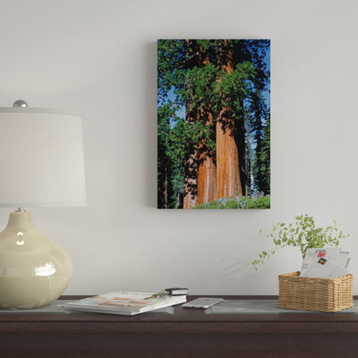 " Giant Sequoia Trees In A Forest, Sequoia National Park, California, USA " by Panoramic Images