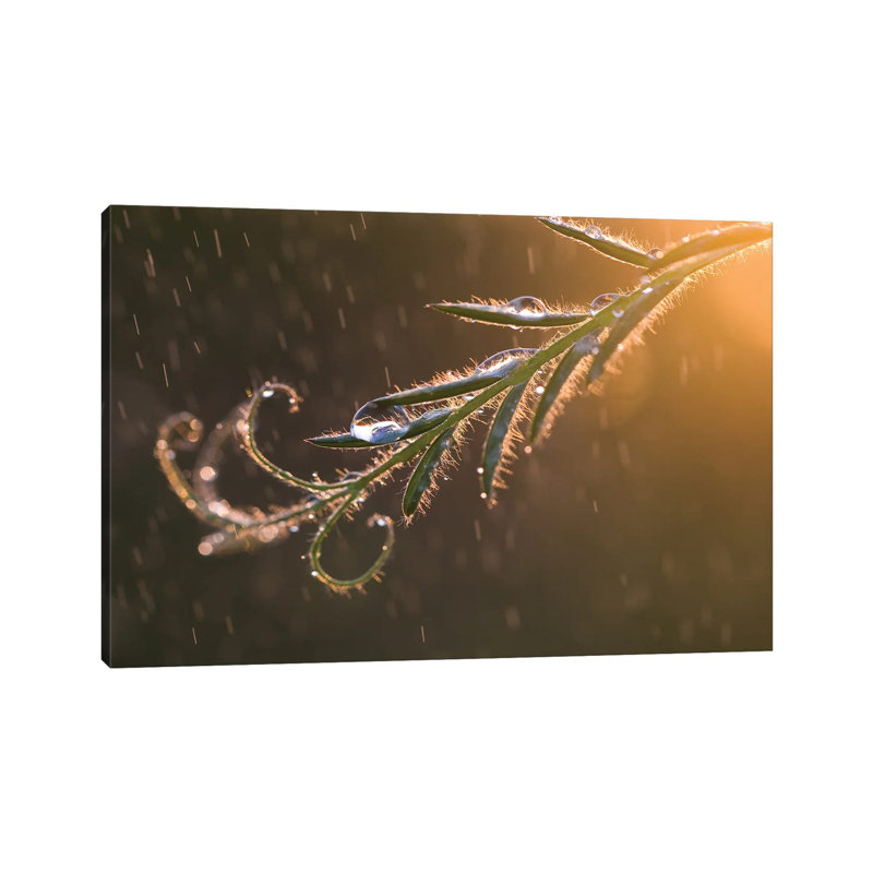 Summer Rain Ii by Mateusz Piesiak - Wrapped Canvas Print, 20.32cm H x 30.48cm W x 1.9cm D