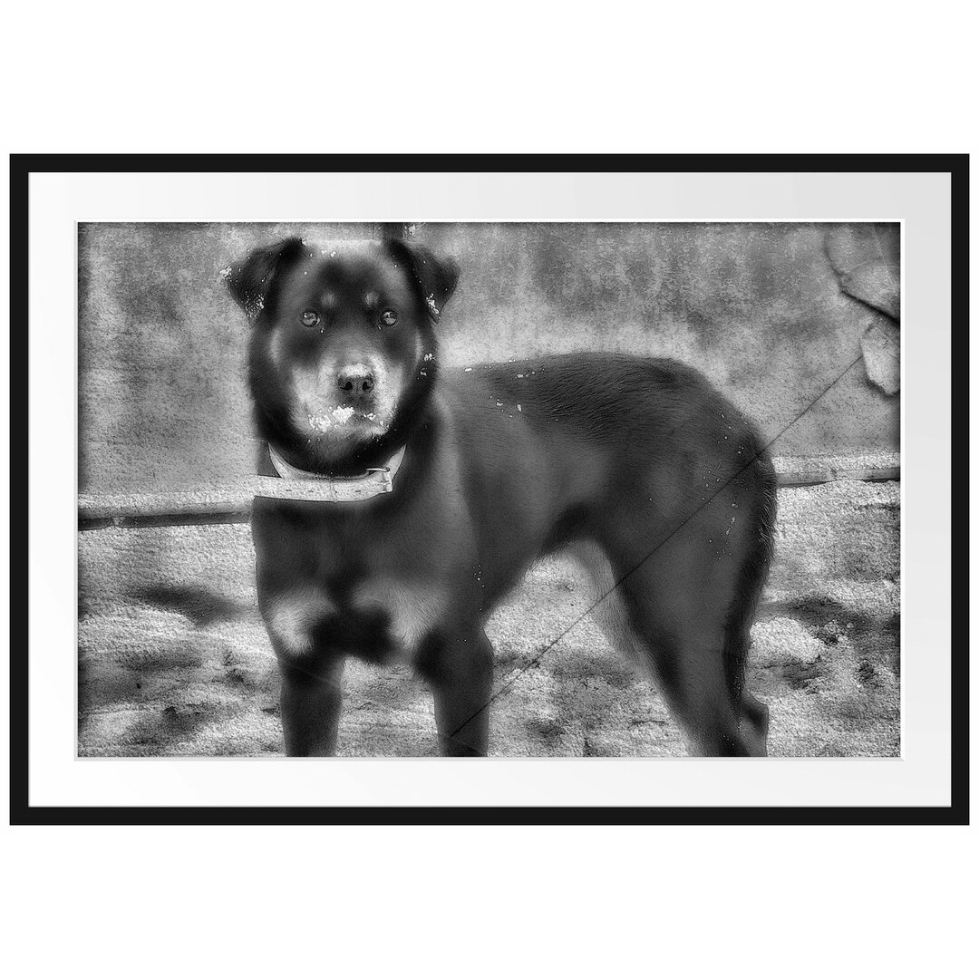 Gerahmtes Poster Prächtiger Rottweiler