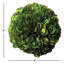 Nigel 4'' Boxwood Topiary