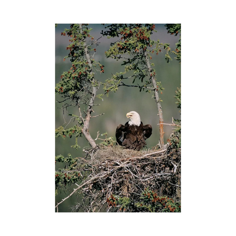 Bald Eagle Calling On Nest, Alaska by Michael Quinton - Wrapped Canvas Gallery-Wrapped Canvas Giclée, 20.32 cm H x 30.48 cm W