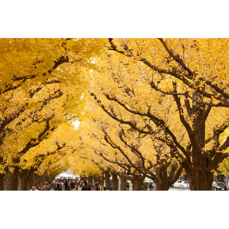 Ginkgo Tree in Tokyo - Photographie sur toile tendue, L 12 po x H 8 po