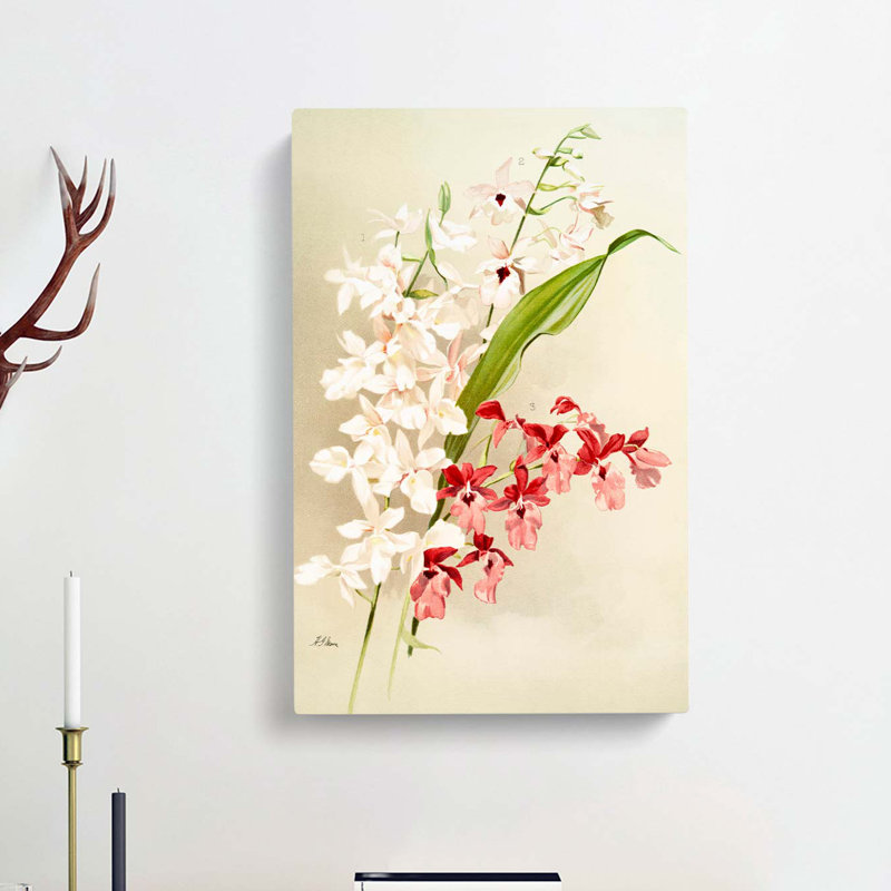 Magnolia Flowers Illustration Tab. 63 by Frederick Sander - Wrapped Canvas Print, 76cm H x 50cm W x 3cm D