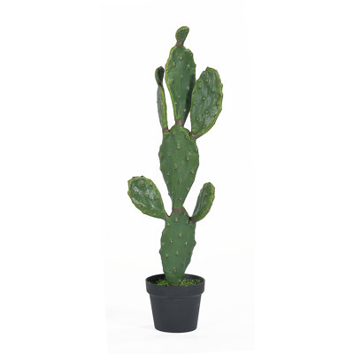 Cactus en pot noir
