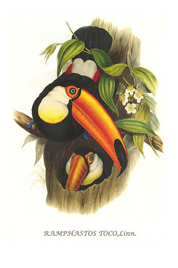 « toco toucan » par john gould, impression