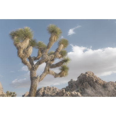Joshua Tree National Park III by Alan Majchrowicz - Wrapped Canvas Print