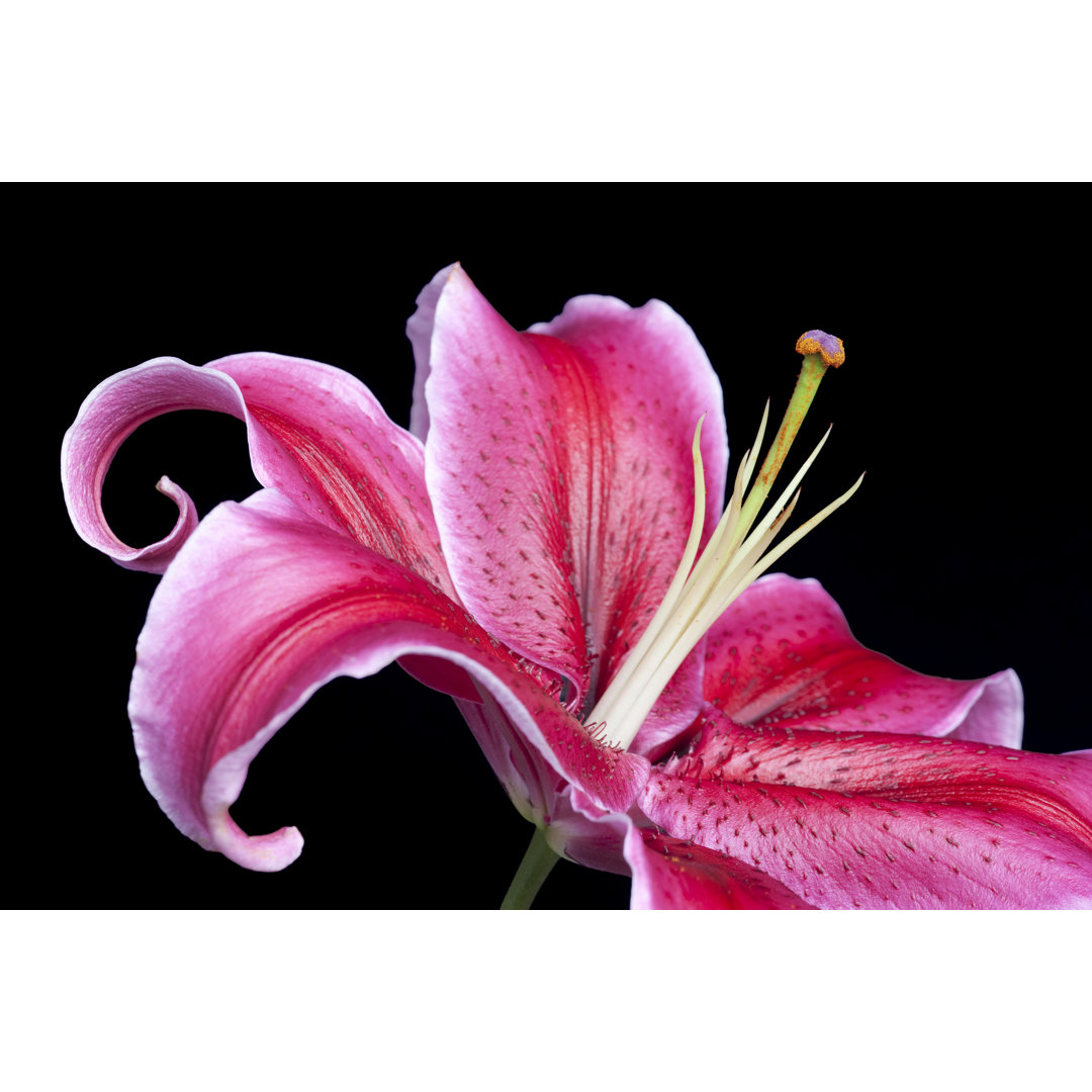 Magenta Stargazer Lily - Kunstdrucke auf Segeltuch