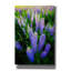 «Lupines» par Rick Berk, art mural sur toile-460847037