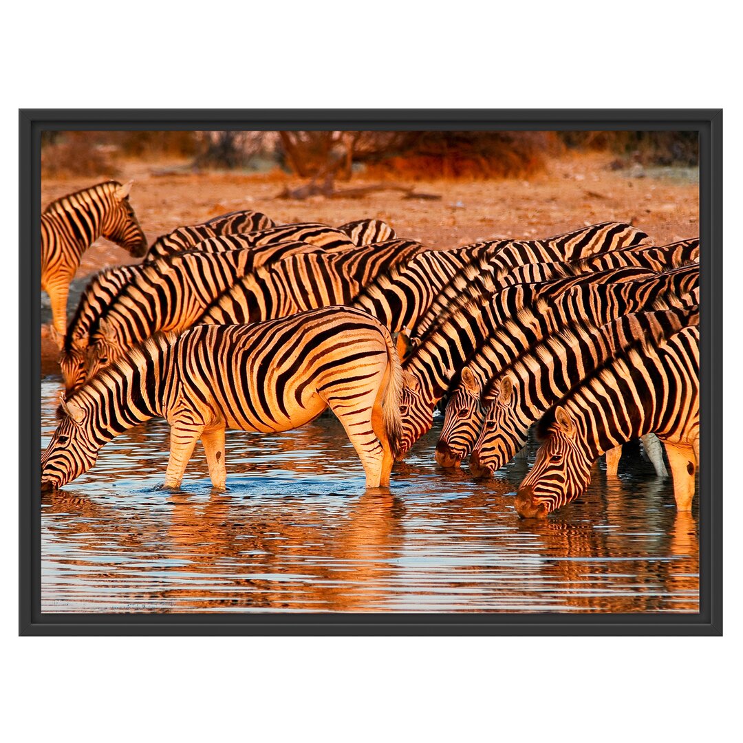 Gerahmtes Wandbild Zebraherde an Wasserloch