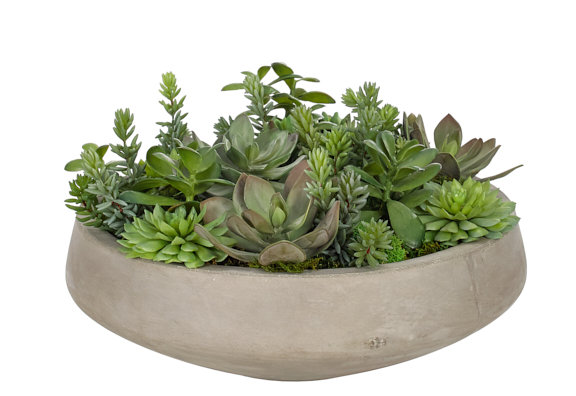 Succulent, Green Burg, Bowl Con Finish ,17wx17dx10h