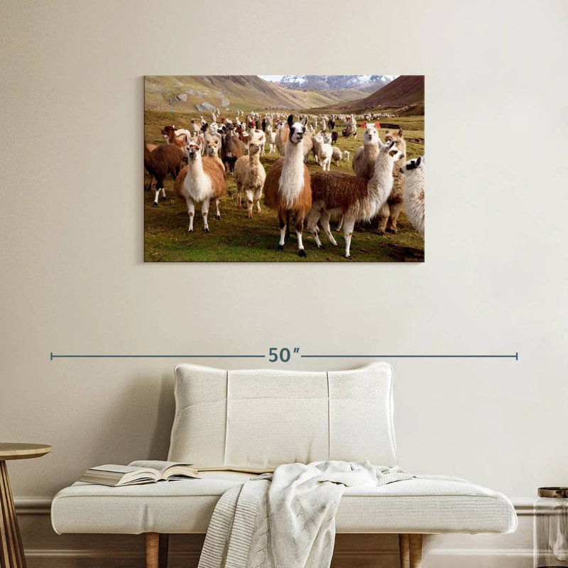 Brampt Llamas And Alpacas, 24" H x 36" W