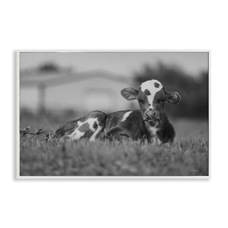 Vache au repos dans l'herbe, estampe numérique par Dakota Diener, Giclée encadrée blanc bord de mer, H 12 po x l 18 po