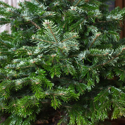 " Nordmann Fir " by Firina