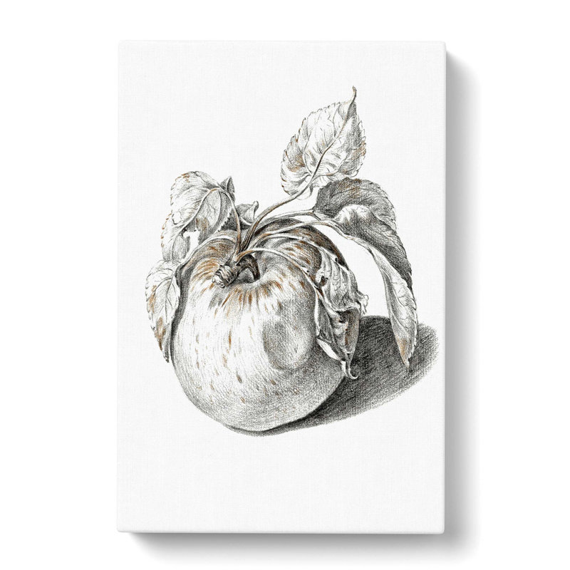 Apple by Jean Bernard - Wrapped Canvas Drawing Pint - Wrapped Canvas, 76cm H x 50cm W x 3cm D