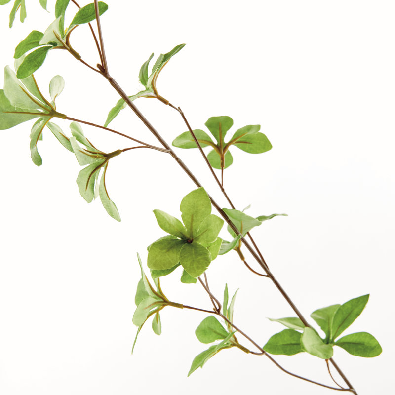 Iguann JAPANESE DODAN BRANCH 50 "