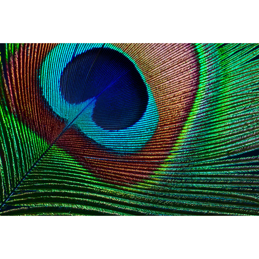 Leinwandbild Peacock Feather von Ithinksky