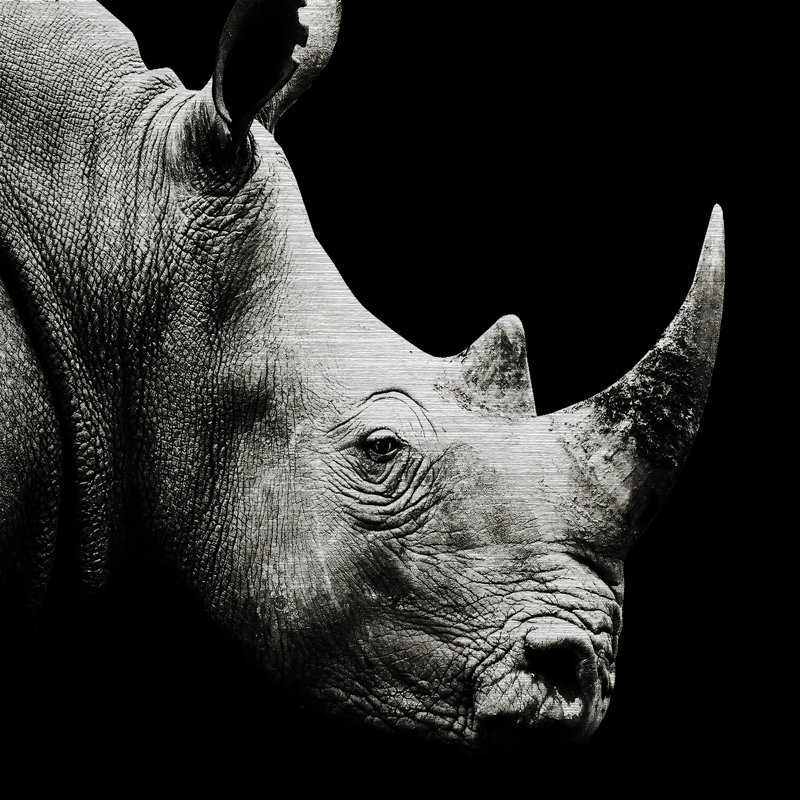 Rhino - No Frame Print on Metal