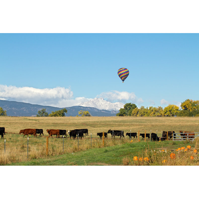 Cows And Air Balloons - Wrapped Canvas Print, 61cm H x 91cm W x 3.8cm D
