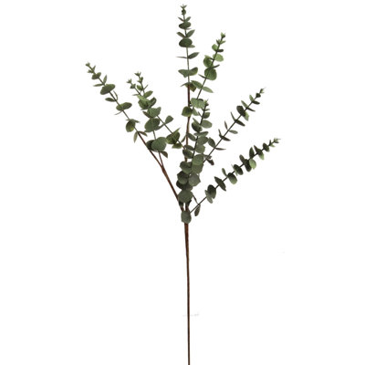 Plante d'eucalyptus de 30 po de hauteur