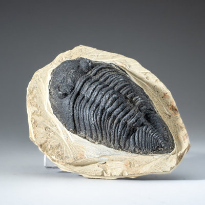 Véritable fossile Trilobite de Metacanthina Issoumourensis unique en grand (grand)