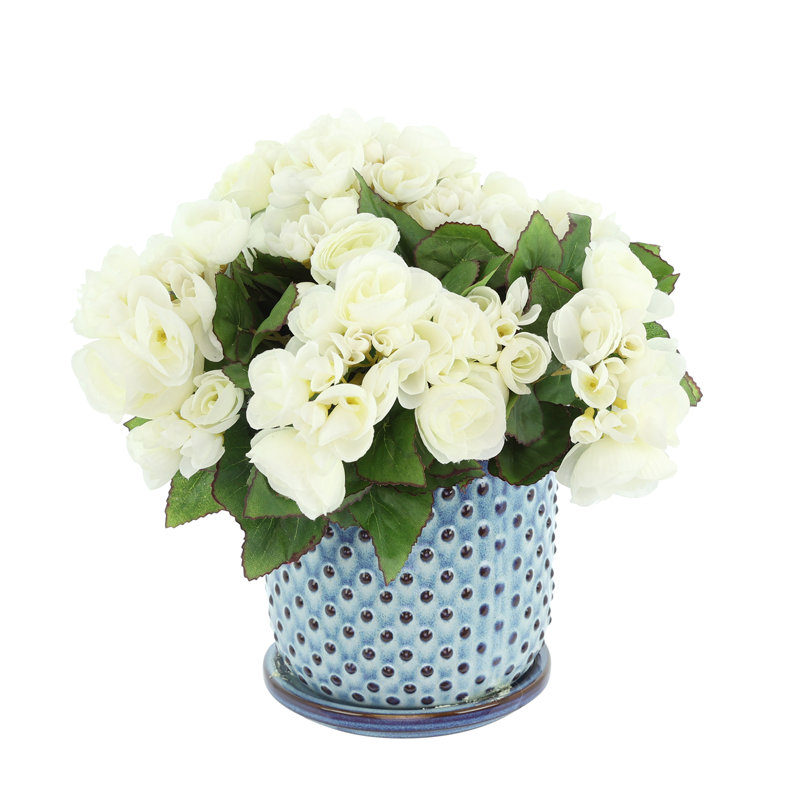Begonias in Dotted Ceramic Pot, White