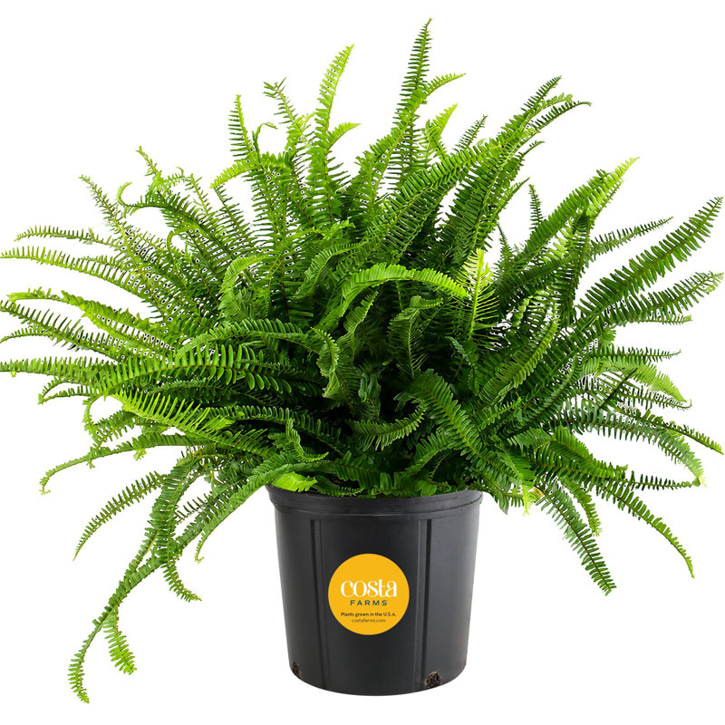 Kimberly Queen Fern in Nursery Pot