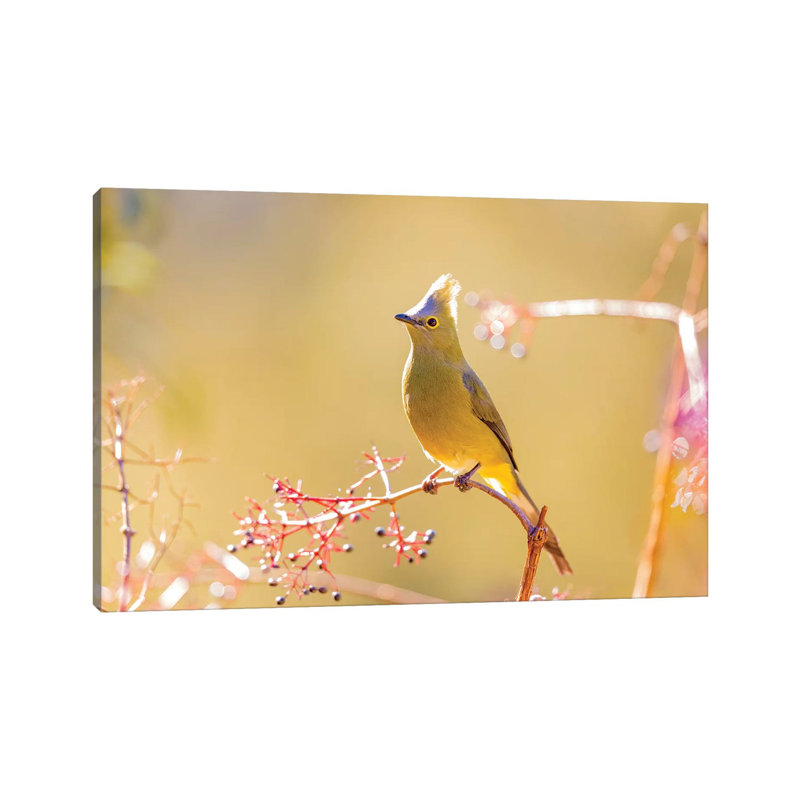 Central America, Costa Rica. Female Long-tailed Silky-flycatcher. by Jaynes Gallery - Wrapped Canvas Print